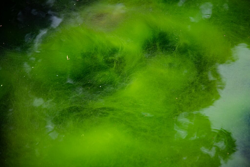 Algen im Aquarium: grüne Fadenalgen zwischen Wasserpflanzen