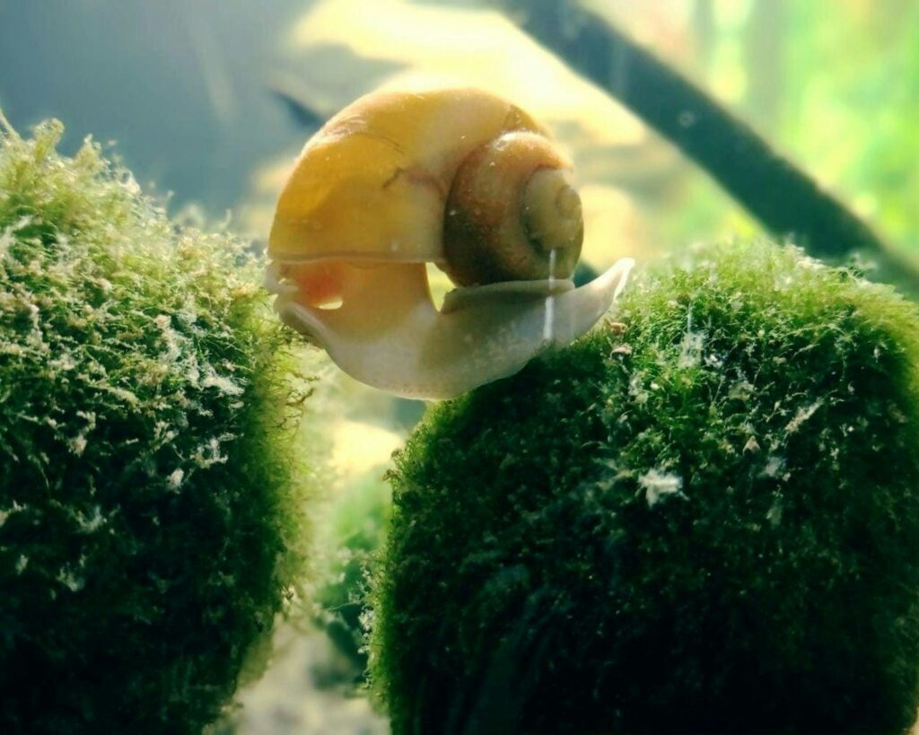 Schnecke weidet Algen von der Aquarienscheibe ab