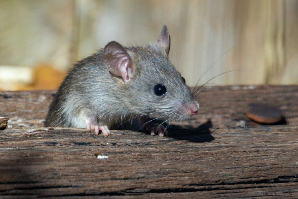 Degus als Haustiere brauchen ein hohes Gehege mit Ästen und Ebenen