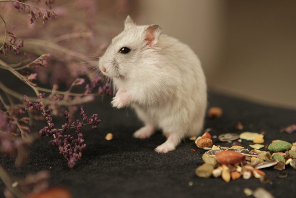 Hamster frisst ein Stück Gemüse aus der Pfote