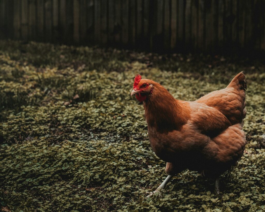 Mehrere Hennen scharren im Gras: Hühner im Garten halten mit großem Auslauf