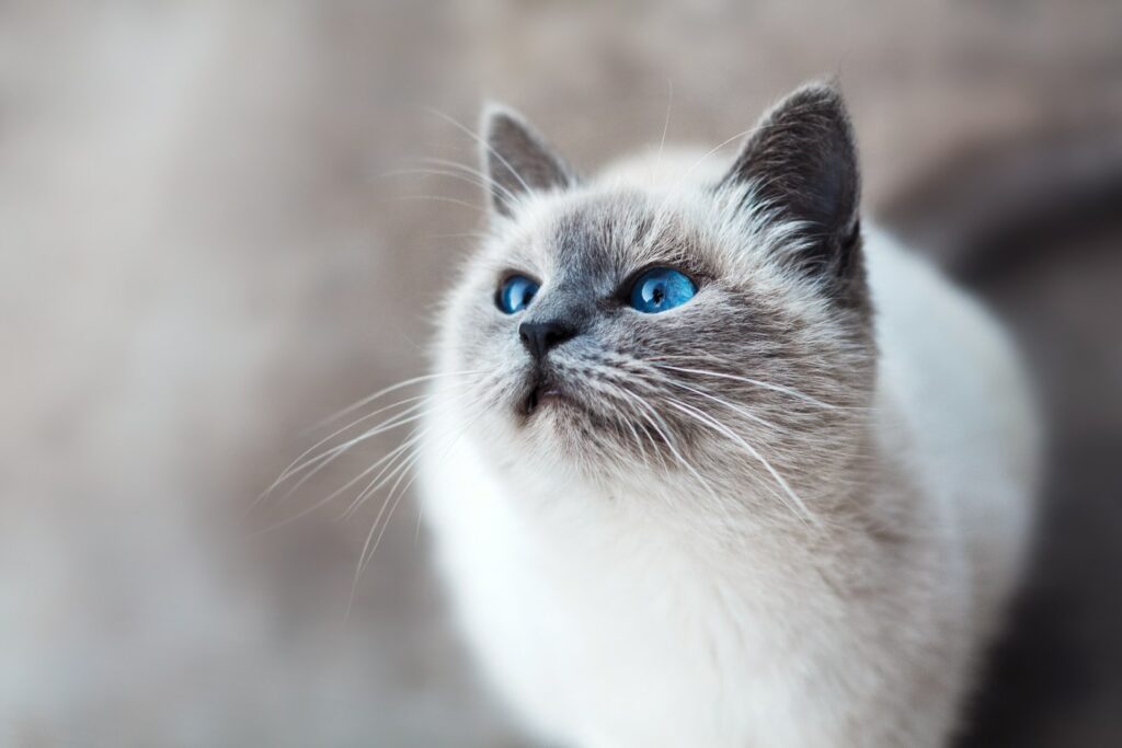 Katze beobachtet Hund durch ein Türgitter beim Hund und Katze zusammenführen