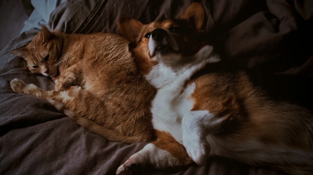 Hund und Katze beschnuppern sich ruhig bei einer begleiteten Begegnung