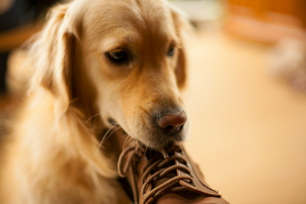 Golden Retriever kaut auf einem Schuh, ein typischer Fall für die Hundehaftpflicht