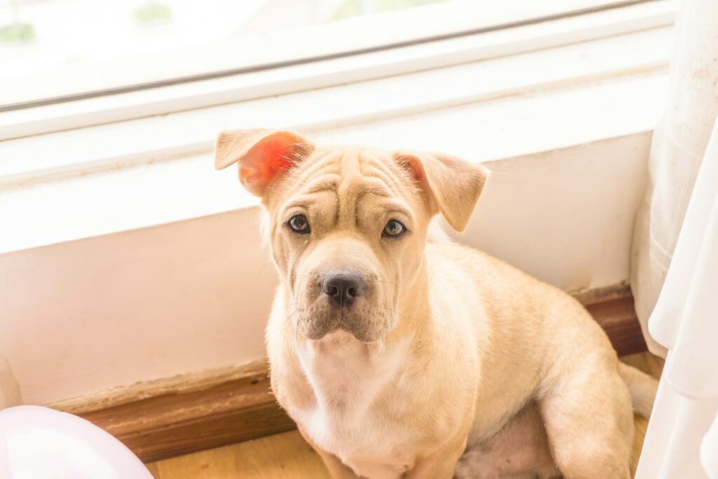 Hund liegt vor einer zerkratzten Wohnungstür, Mietsachschäden in der Hundehaftpflicht