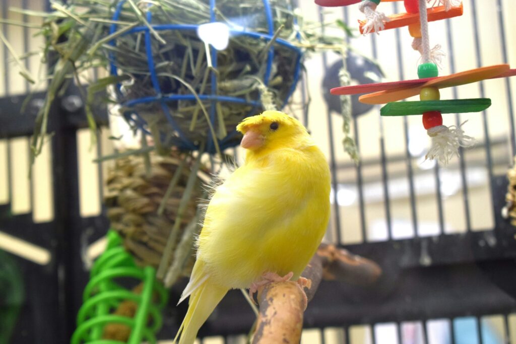 Kanarienvögel richtig füttern: Kanarienvogel frisst Körner aus einer Schale