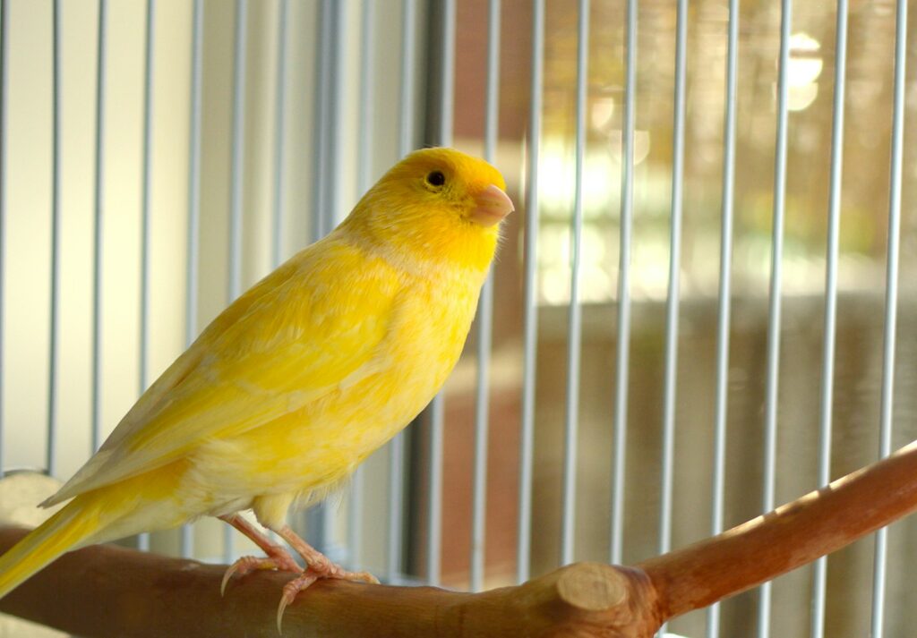 Gelber Kanarienvogel sitzt auf einem Ast: Kanarienvögel richtig füttern für gesundes Gefieder