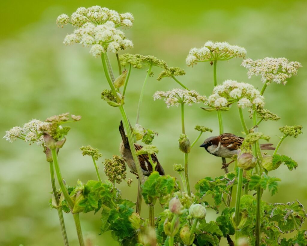 Frische Vogelmiere und Kräuter als Grünfutter für Kanarienvögel