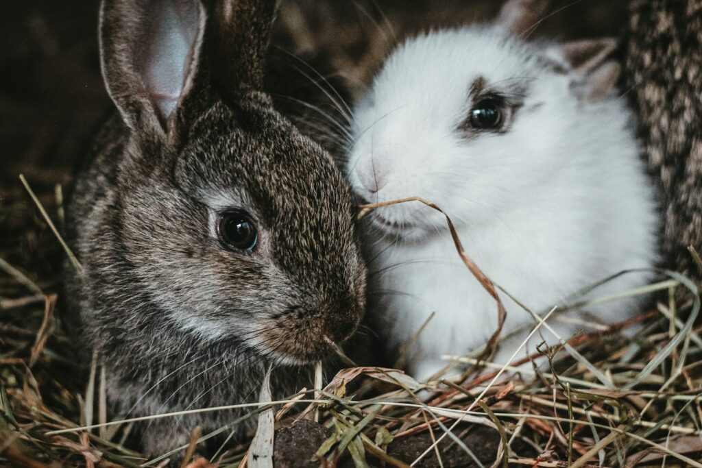 Kaninchen frisst im Winter Heu im Außengehege