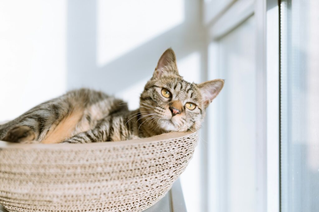 Offene Katzentoilette in einer ruhigen Zimmerecke als idealer Katzenklo-Standort