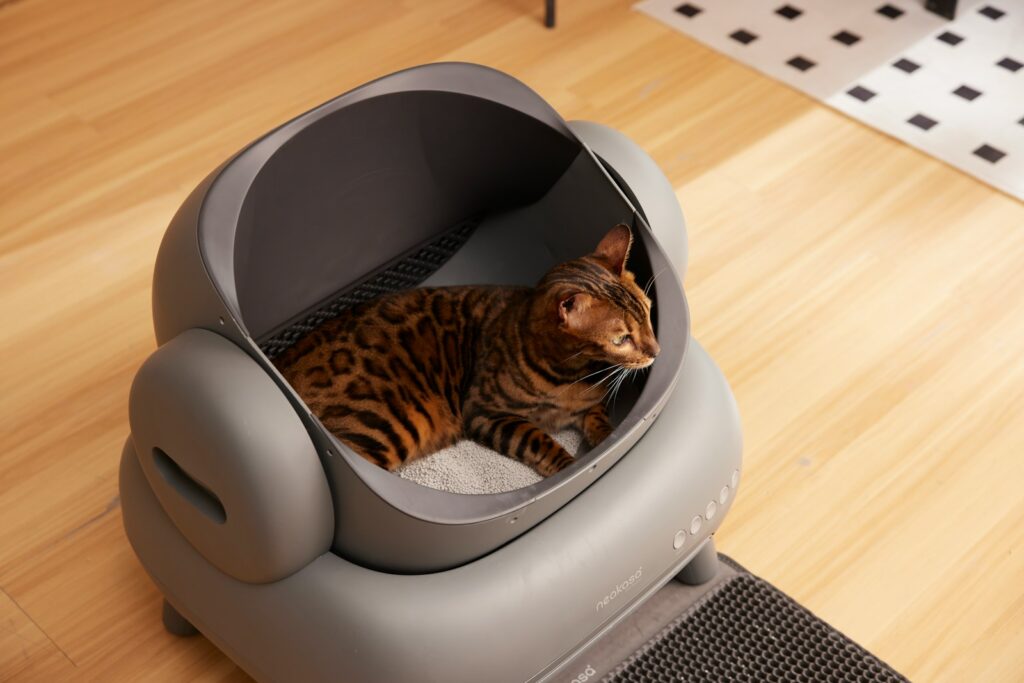 Katze steigt in eine offene Katzentoilette an einem ruhigen Katzenklo-Standort