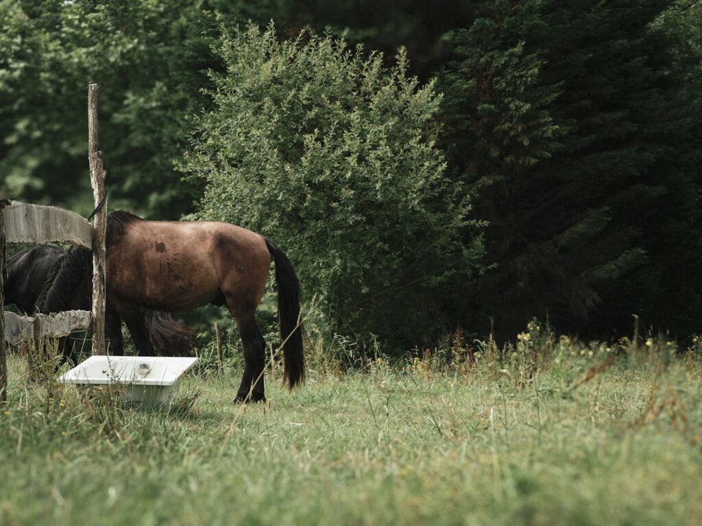 Pferd trinkt an einer Tränke, ausreichend Wasser beugt Verstopfungskoliken vor
