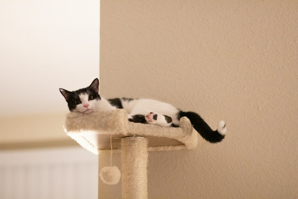 Kratzbaum am Fenster mit Katze auf der obersten Liegefläche