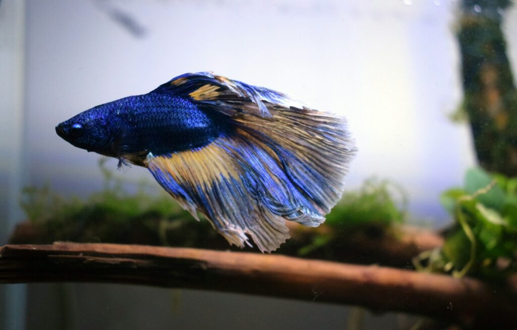 Nano-Aquarium mit Moosen und Steinen gestaltet