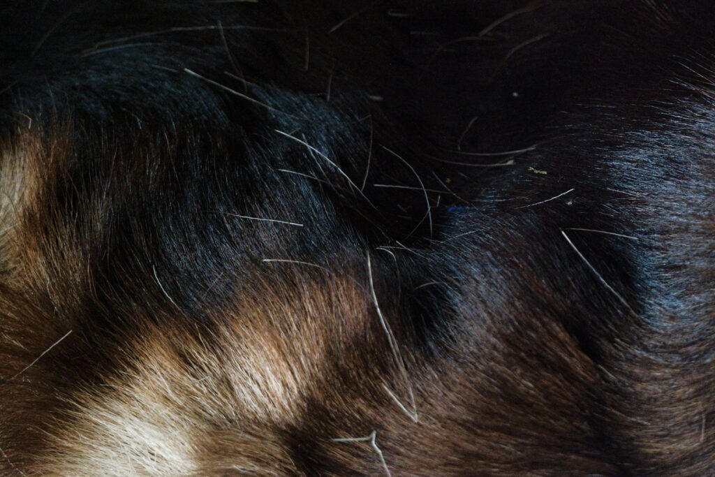 Halterin sucht nach dem Spaziergang das Fell nach Zecken beim Hund ab