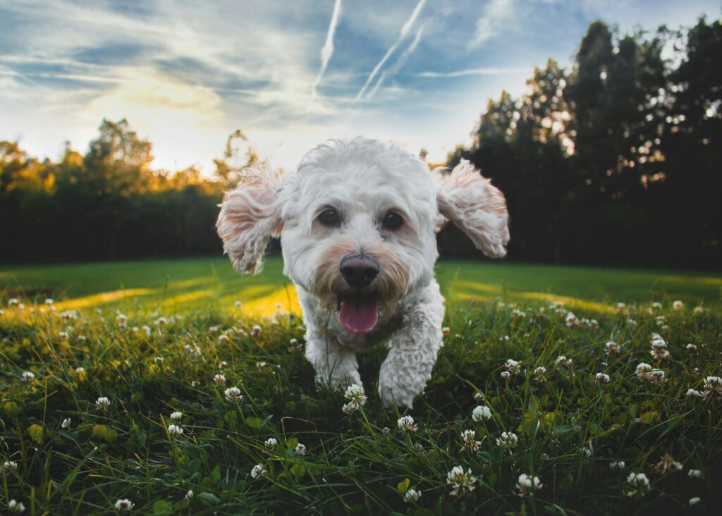 Hund läuft im Frühling über eine Wiese, wo das Risiko für Zeckenstiche hoch ist