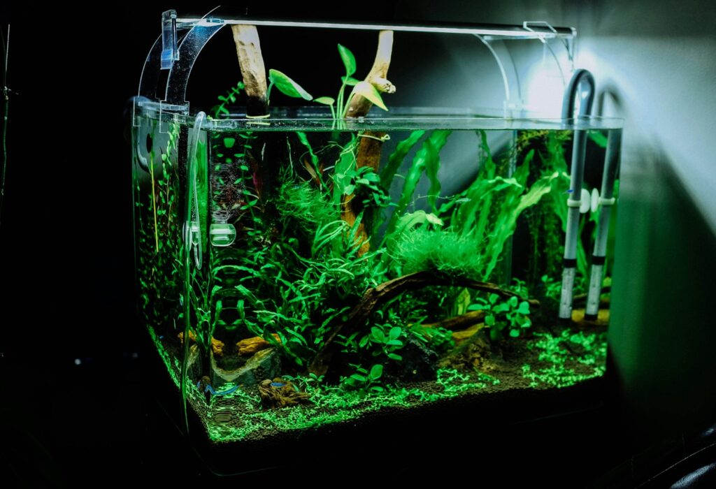 Algen im Aquarium: Aquarienscheibe mit grünem Algenbelag