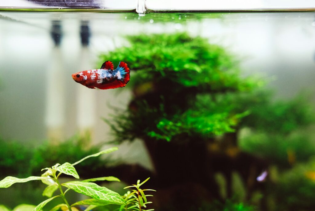 Aquarium einrichten: Filter, Heizstab und LED-Beleuchtung am Becken