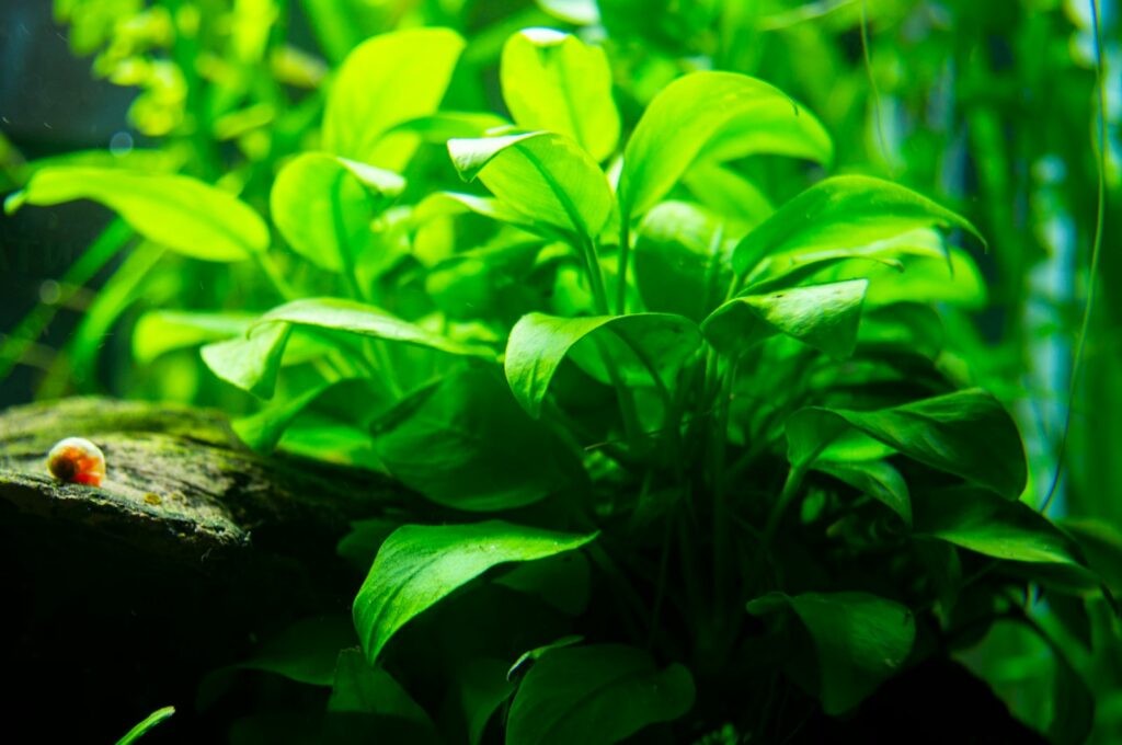 Pflanzen beim Aquarium einrichten mit einer Pinzette setzen