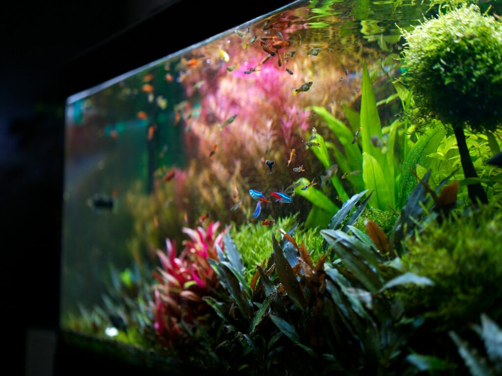 Kleiner Fischschwarm im fertig eingerichteten Aquarium