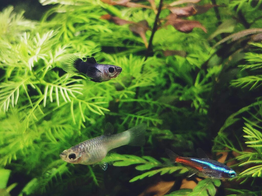 Aquarium mit dunklem Bodengrund: der Aquarium Nährboden liegt unter der Kiesschicht