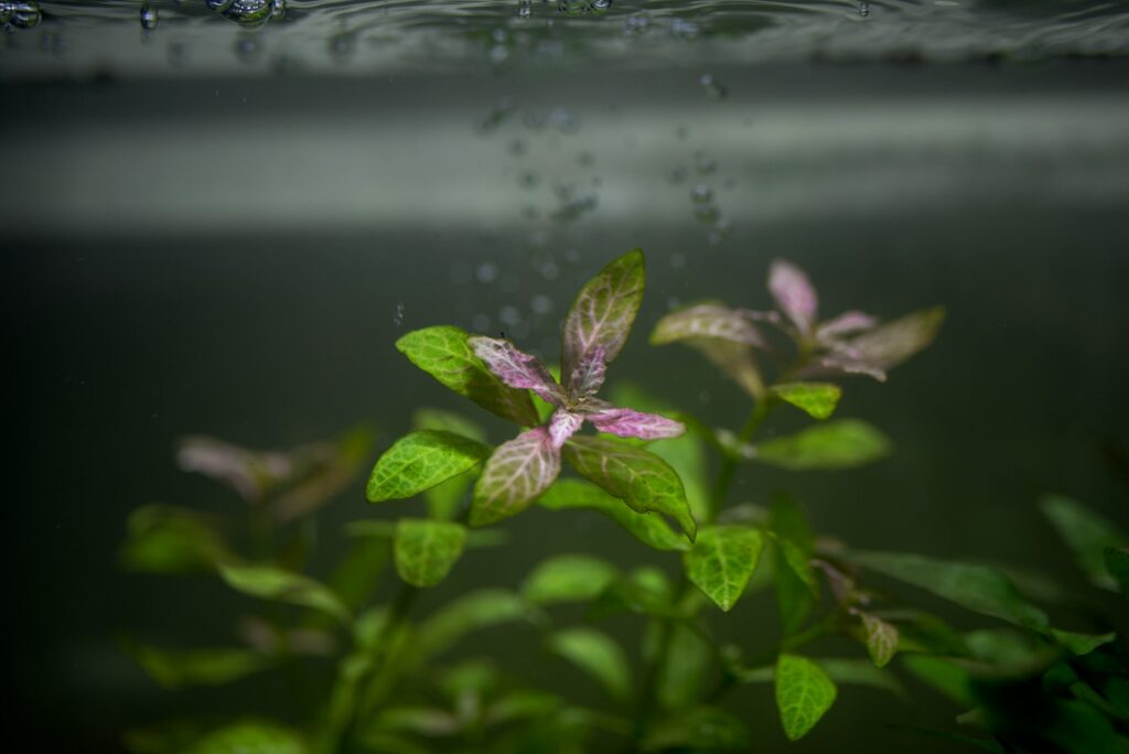 Aquarium Nährboden sorgt für ein üppig bepflanztes Becken mit kräftigen Wasserpflanzen
