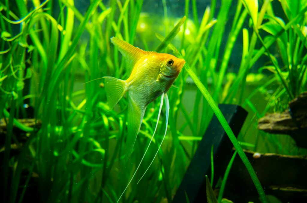 Fisch über bepflanztem Bodengrund, der vom Nährboden im Aquarium profitiert