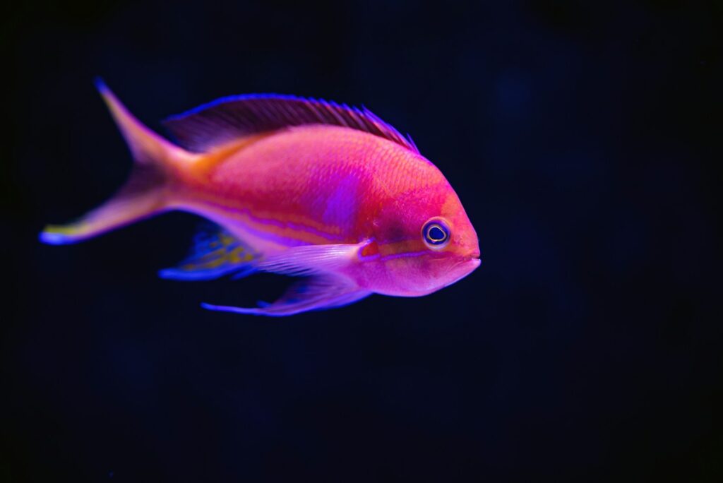 Aquarium Rückwand in Schwarz lässt rote Fische leuchten