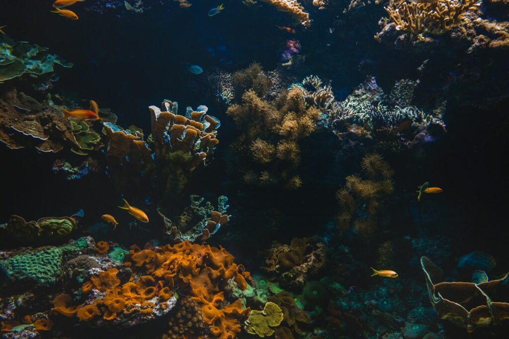 Schwarze Folie als Aquarium Rückwand lässt die Farben der Salmler leuchten