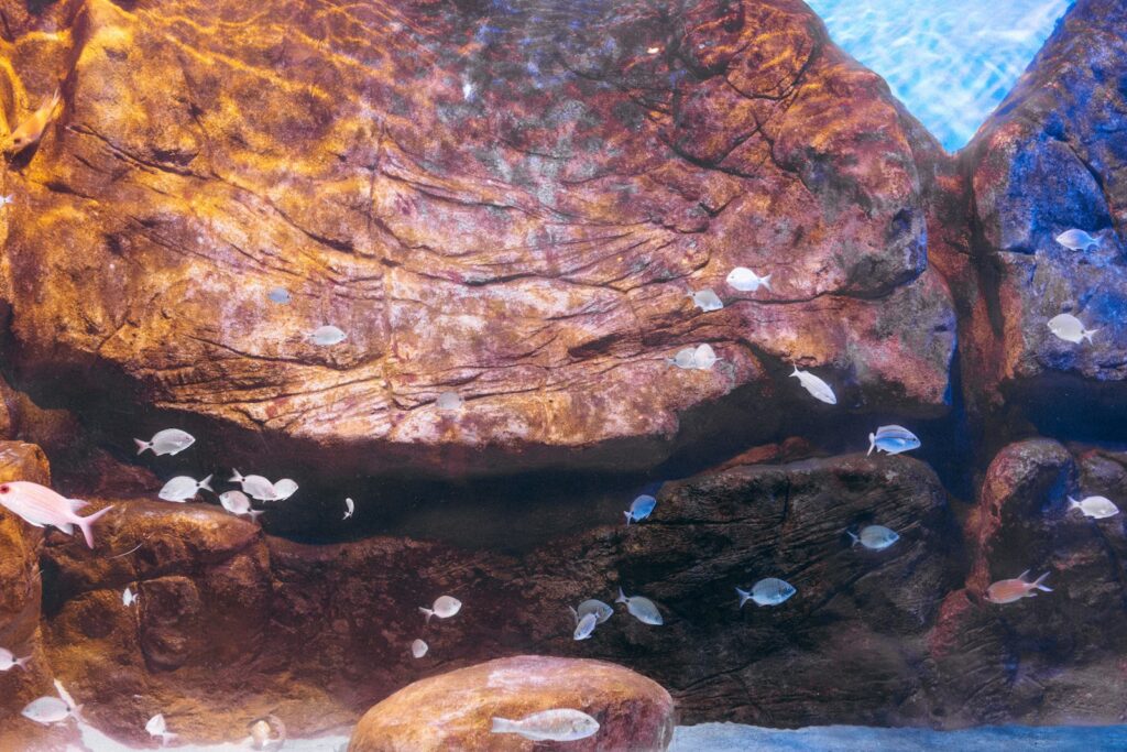 Aquarium Rückwand mit Steinstruktur hinter Wasserpflanzen und Wurzeln