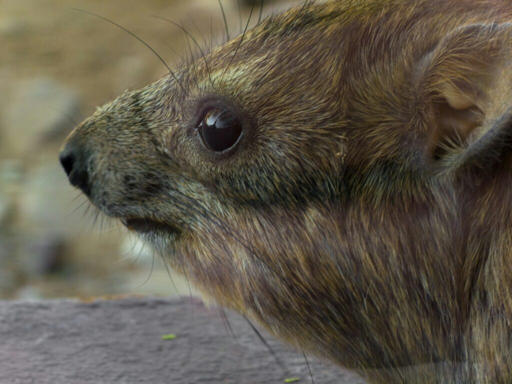 Neugieriger Degu sitzt auf einem Ast: Degus als Haustiere lieben das Klettern