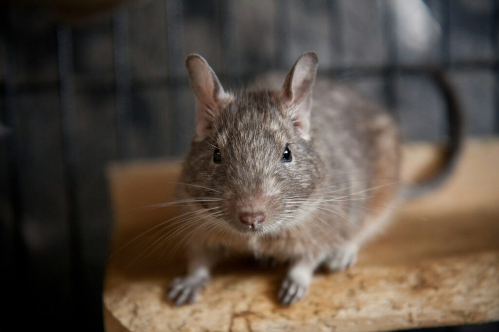 Degu sitzt aufmerksam auf der Einstreu im Gehege