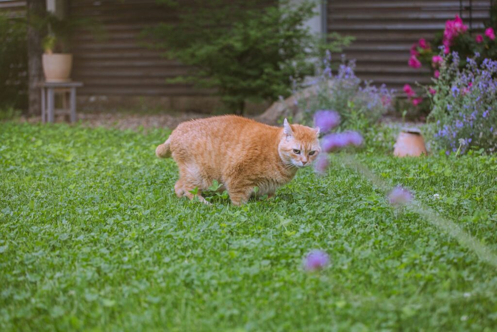 Katze läuft durch einen Garten: Freigang oder Wohnung, was ist artgerecht?