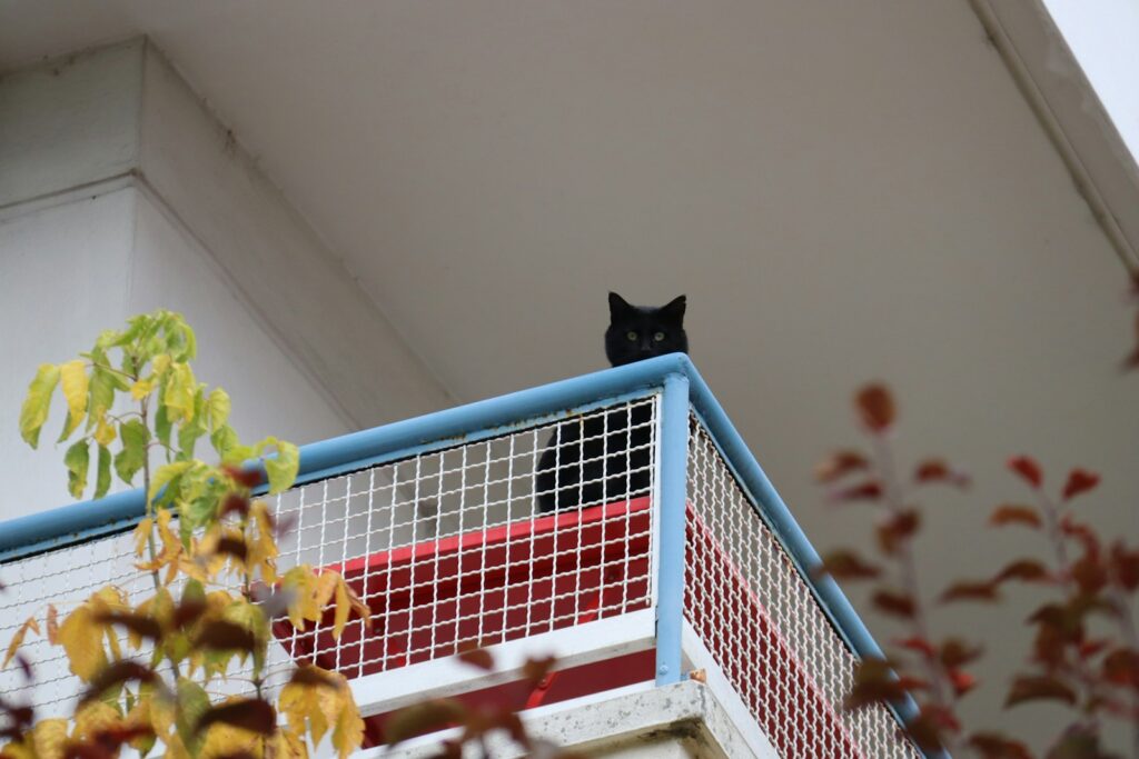 Katze sitzt auf einem mit Netz gesicherten Balkon als Mittelweg zwischen Freigang und Wohnungshaltung