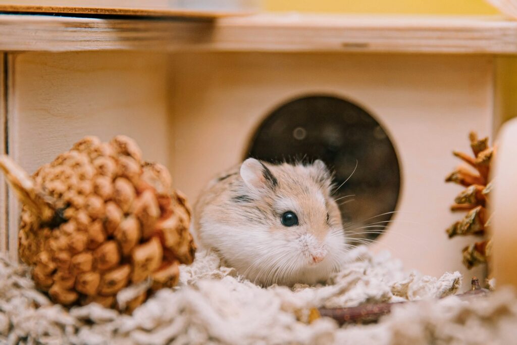 Goldhamster schaut aus tiefer Einstreu: Hamster halten braucht Platz zum Graben