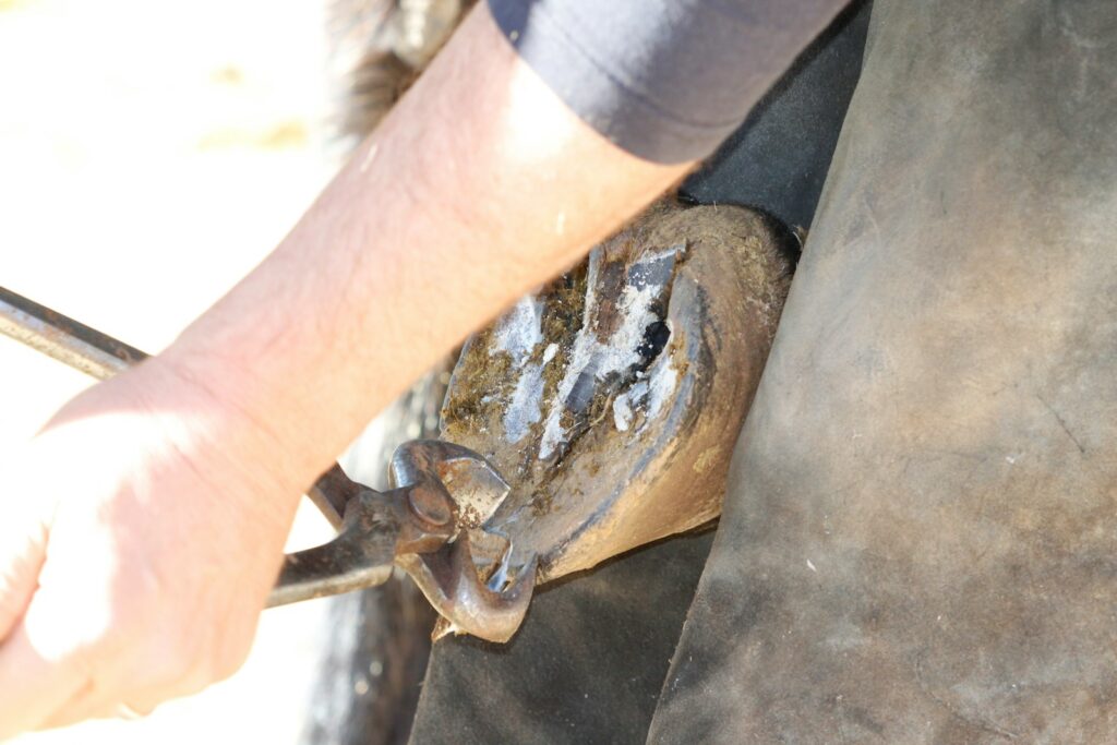 Hufschmied raspelt einen Huf, regelmäßige Hufbearbeitung als Teil der Hufpflege