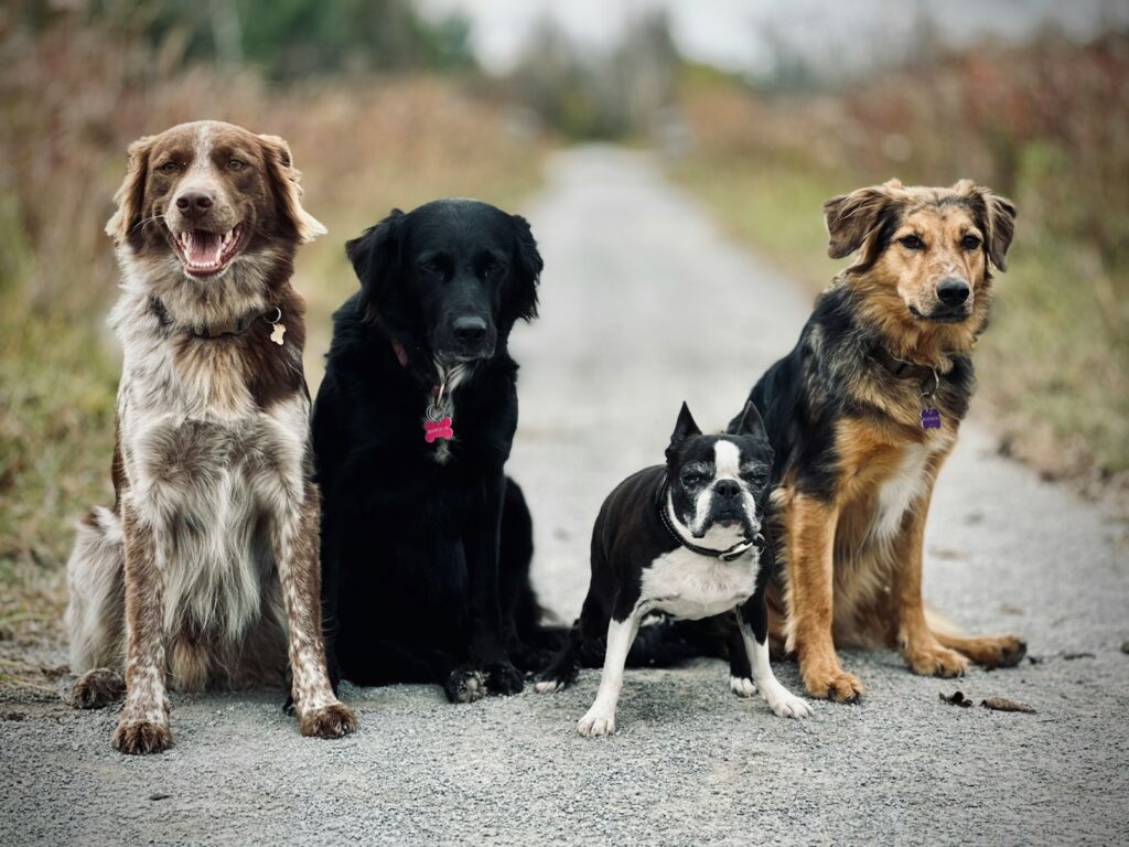Verschiedene Hunde sitzen nebeneinander, als Sinnbild für einen Hunderassen Vergleich