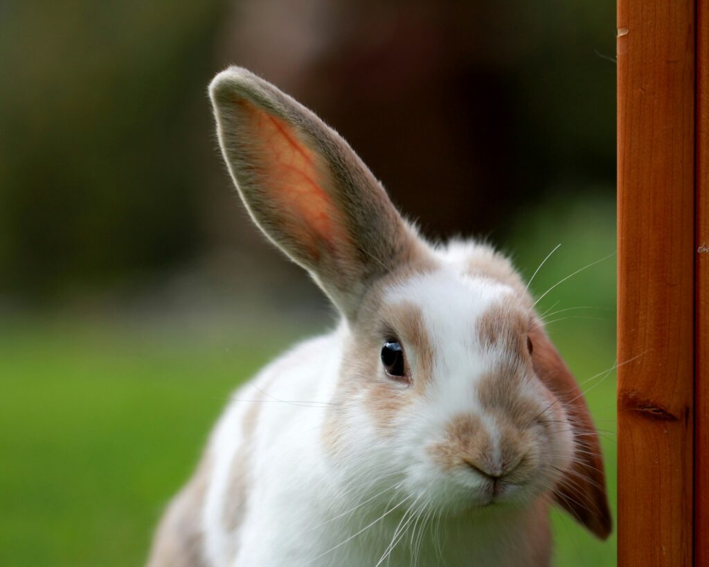 Zwei Kaninchen im großen Außengehege: Kaninchen halten braucht viel Platz