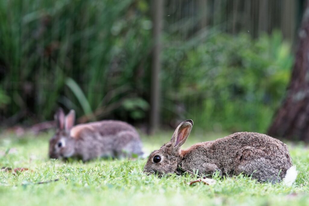 Kaninchen halten mit Auslauf: zwei Kaninchen laufen über eine Wiese im Gehege