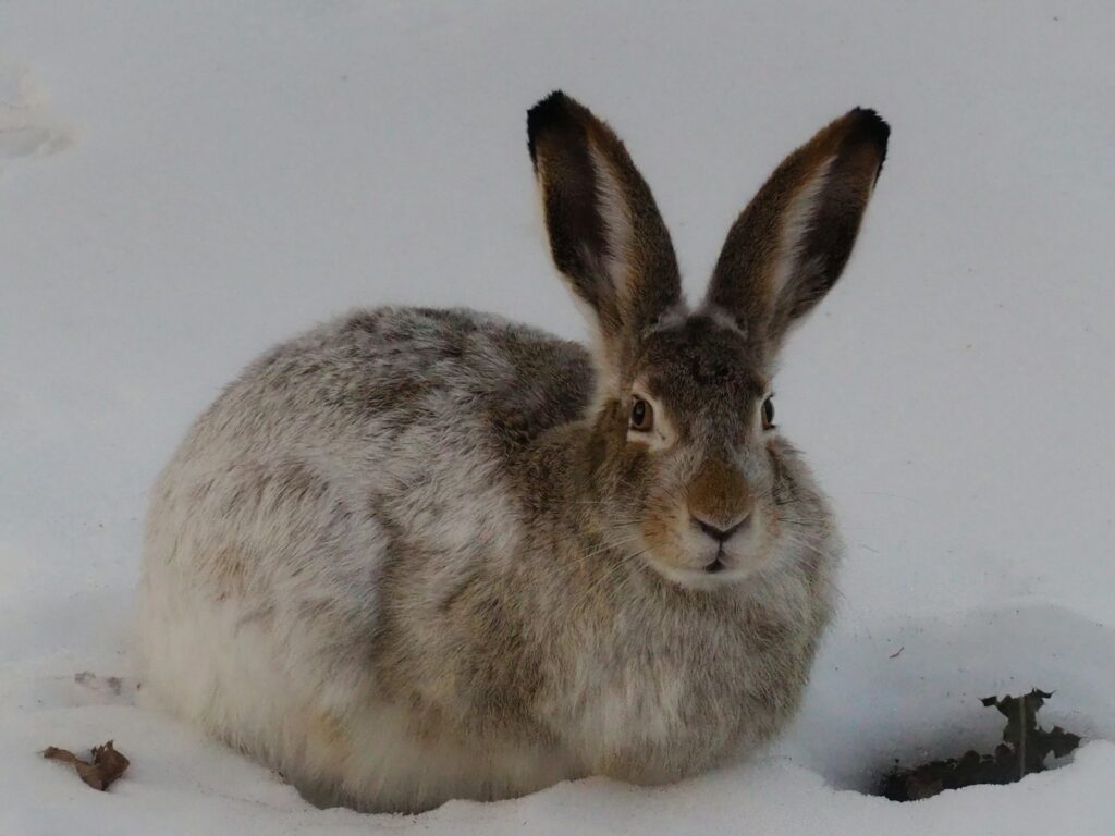 Kaninchen im Winter: Kaninchen sitzt im verschneiten Außengehege