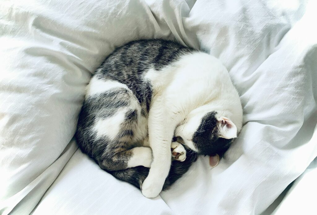 Katze schläft auf dem Bett: Ob die Katze atmet schnell, prüfst du am besten im Schlaf