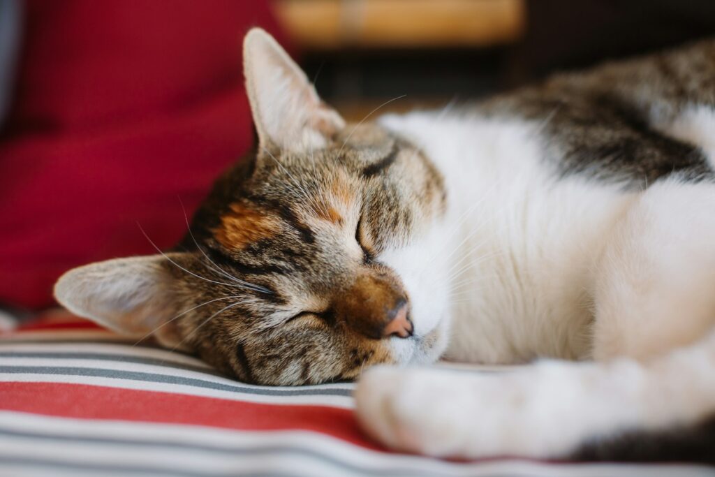 Schlafende Katze in Nahaufnahme: Ob die Katze atmet schnell, zeigt sich am besten im Schlaf