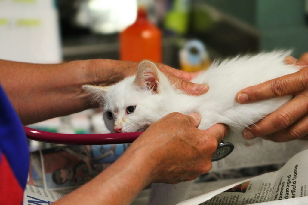 Katze in einer offenen Transportbox in der Tierarztpraxis nach schneller Atmung