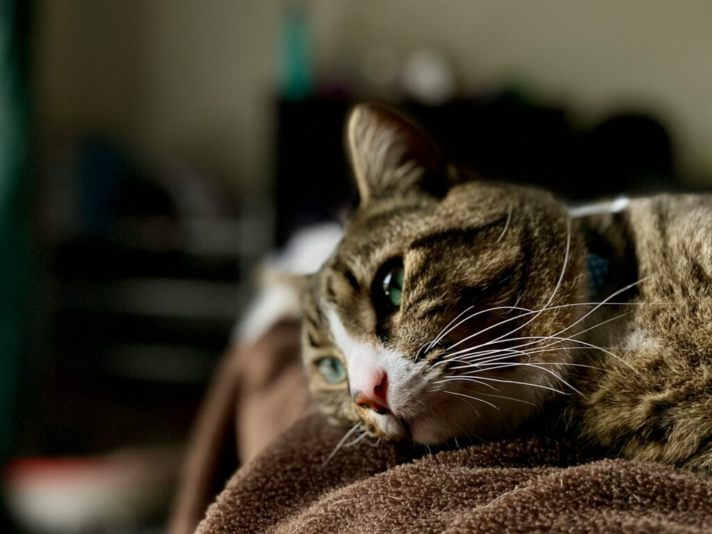 Katze frisst nicht mehr und liegt zurückgezogen auf dem Sofa