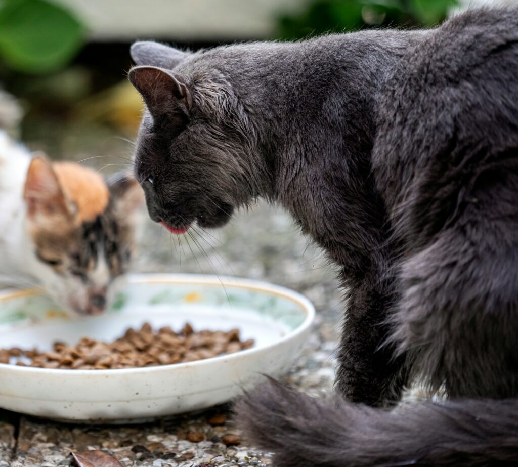 Katze frisst nicht mehr: Sie sitzt vor ihrem vollen Napf und rührt das Futter nicht an