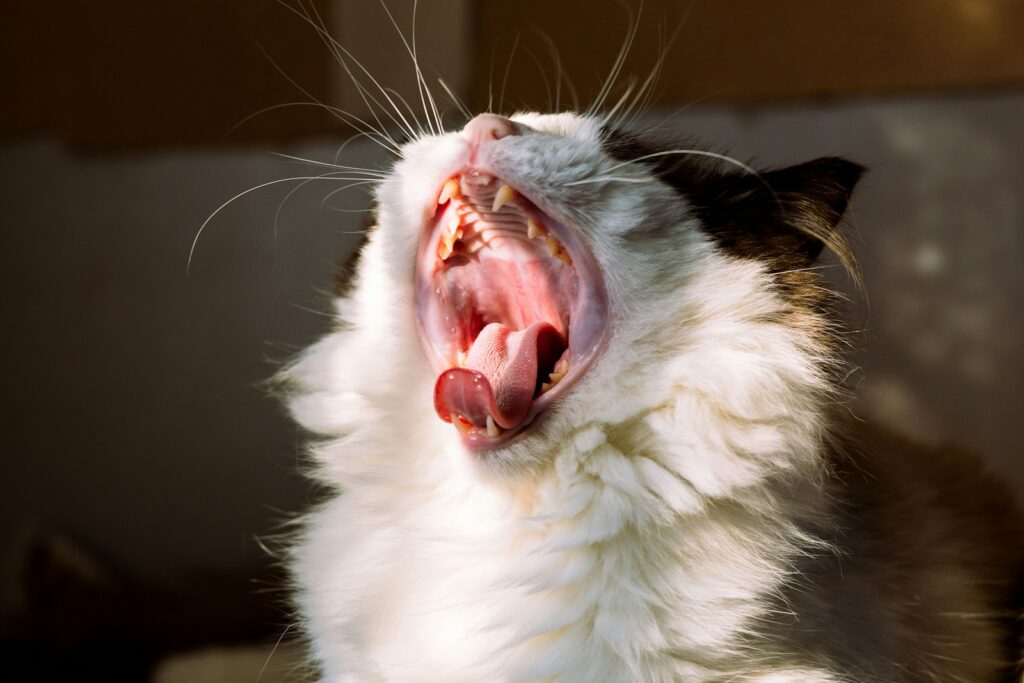 Tierärztin untersucht das Maul einer Katze, die das Futter verweigert