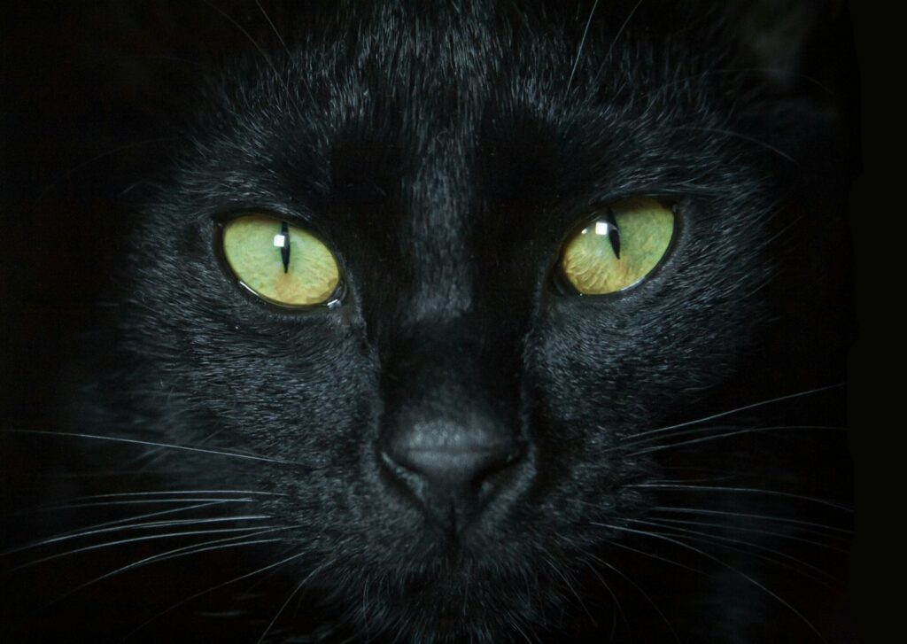 Katze mit leuchtenden Augen im Halbdunkel: Sind Katzen nachtaktiv oder dämmerungsaktiv?