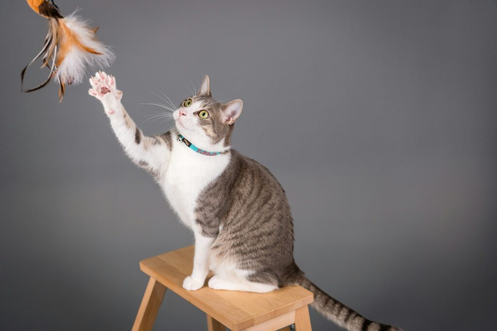 Katze springt nach einer Federangel: Abendspiel, wenn Katzen nachtaktiv sind