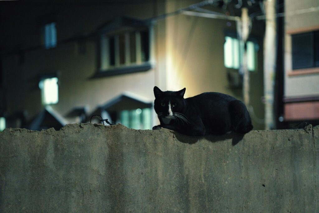 Katze lauert in der Dämmerung am Fenster, weil Katzen nachtaktiv wirken