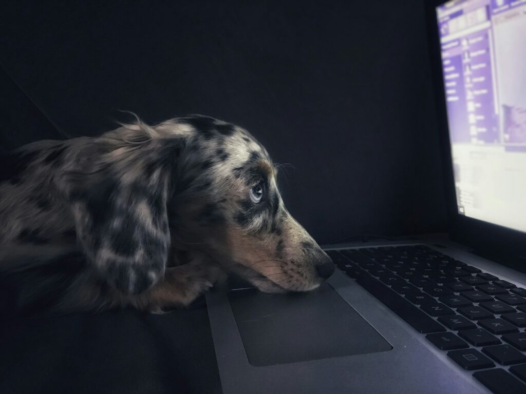 Hund schaut neugierig auf einen Laptop